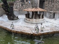 PXL_20251118_010448085.MP