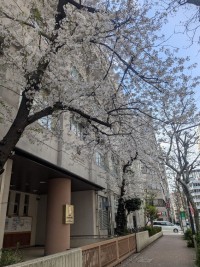 さくら